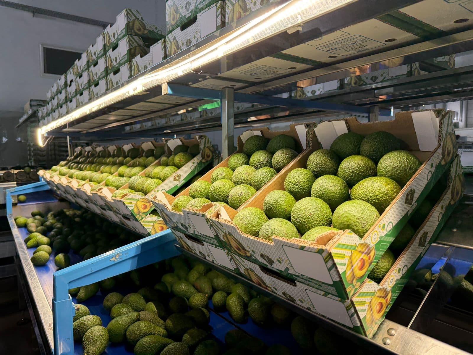 Export-ready Packaging