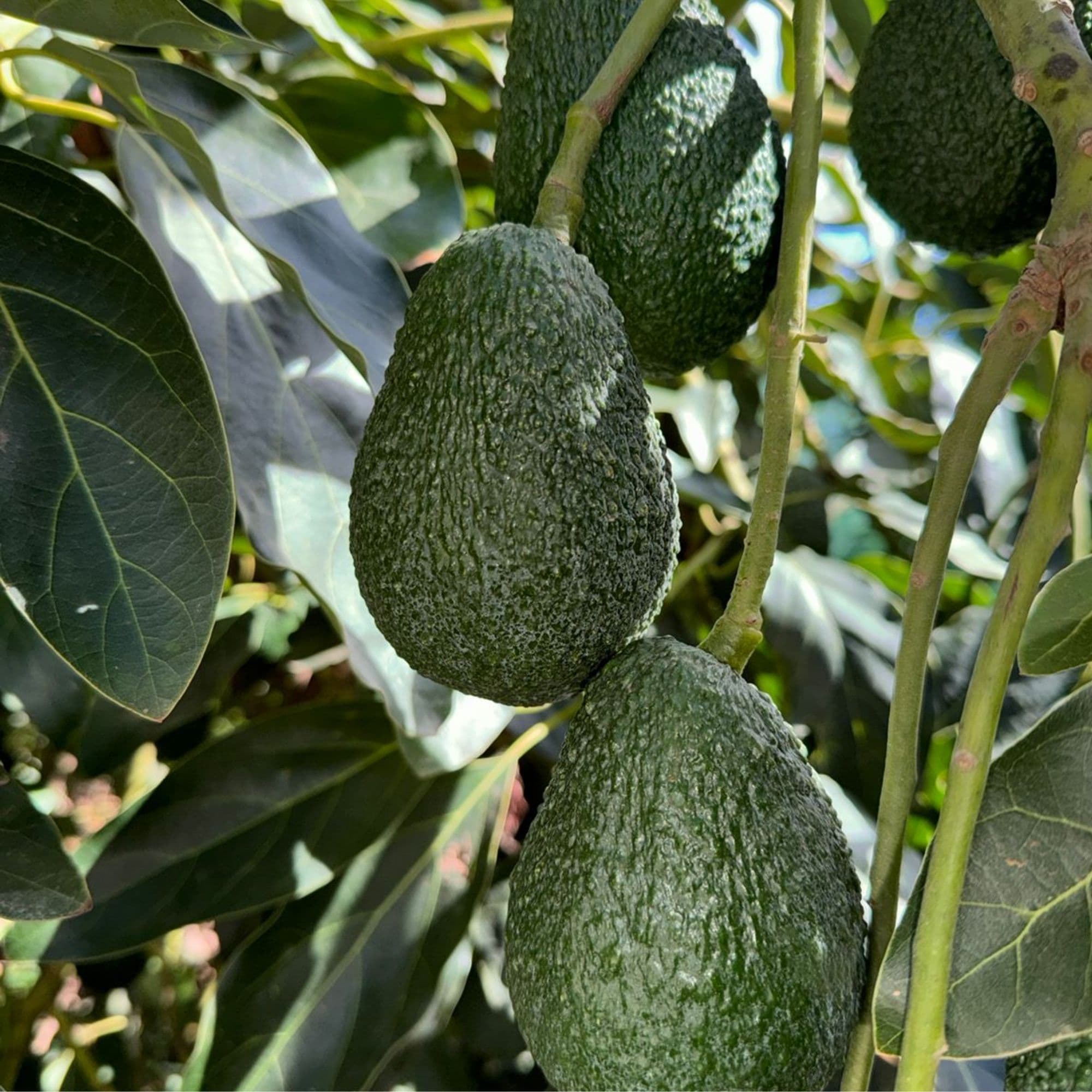Moroccan Avocados